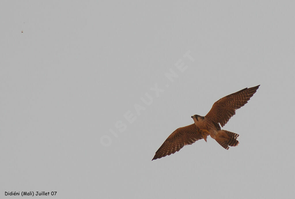 Lanner Falcon