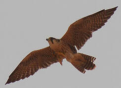 Lanner Falcon