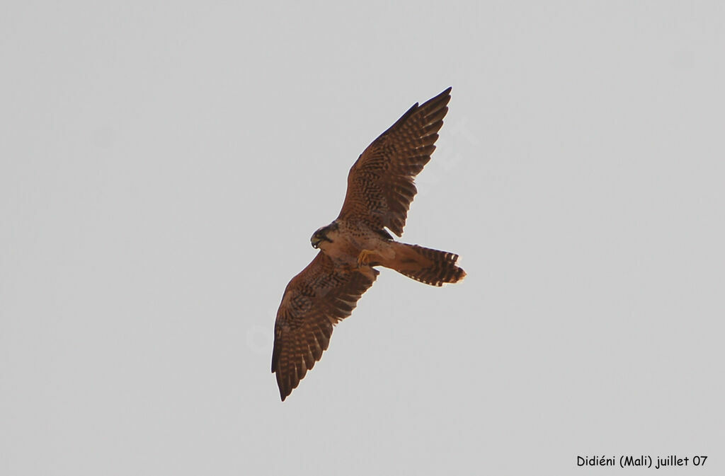 Lanner Falcon