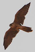 Lanner Falcon