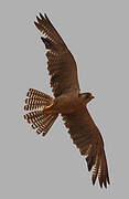 Lanner Falcon