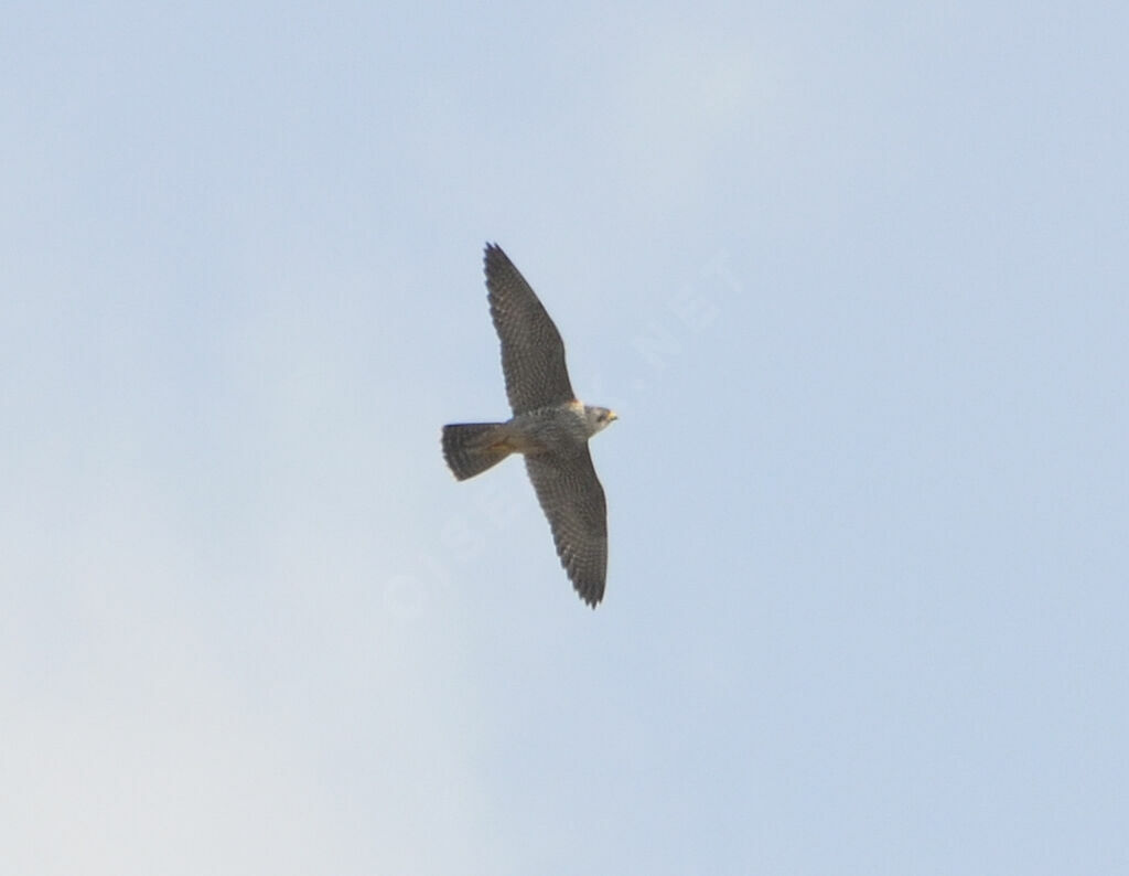 Peregrine Falcon, Flight