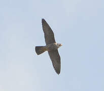 Peregrine Falcon