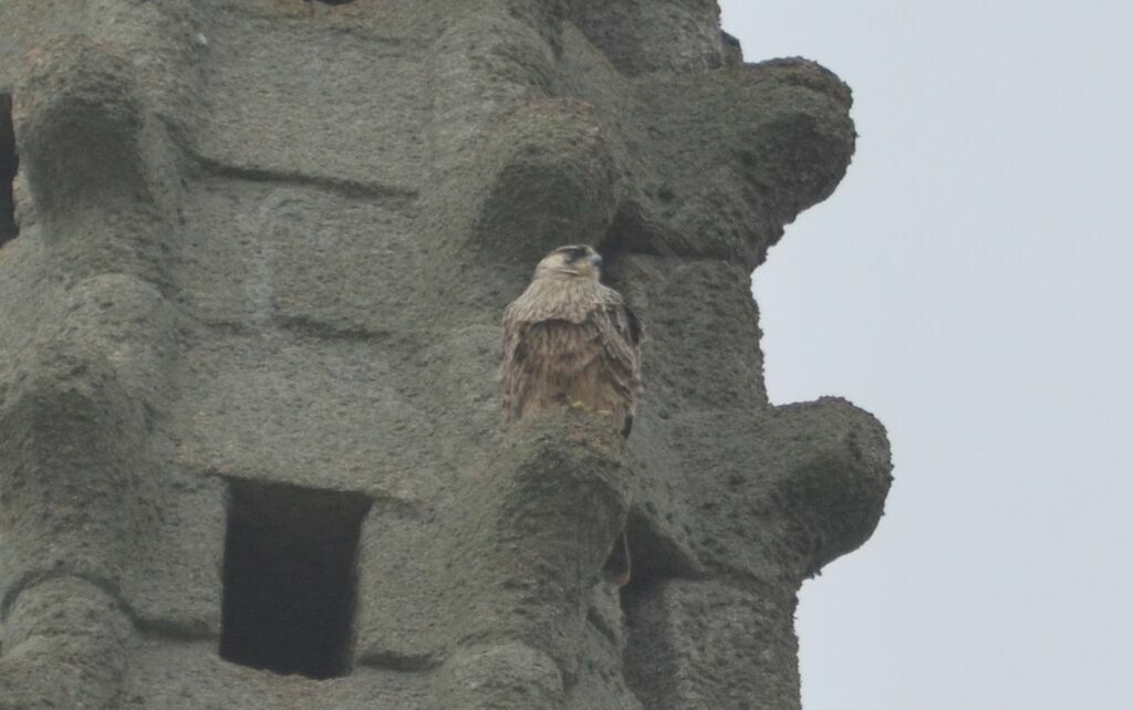 Peregrine Falconimmature