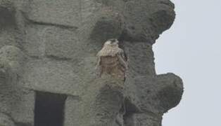 Peregrine Falcon