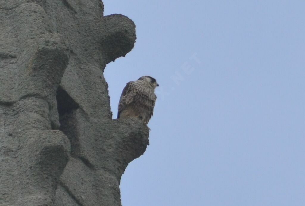 Peregrine Falconimmature