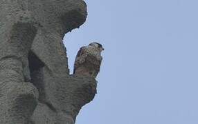 Peregrine Falcon