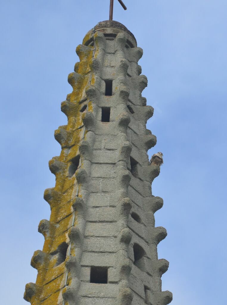 Peregrine Falconimmature, habitat