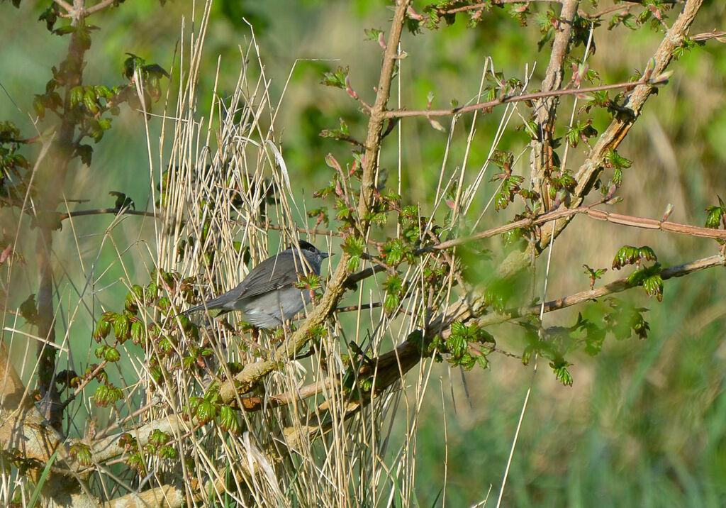 Eurasian Blackcap