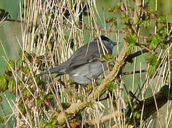 Eurasian Blackcap