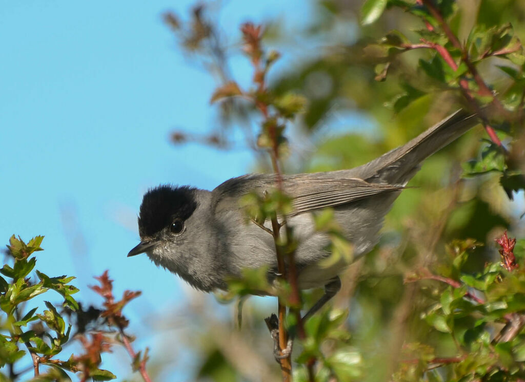 Eurasian Blackcap male adult, identification