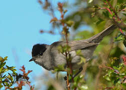 Eurasian Blackcap