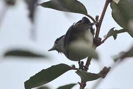 Eurasian Blackcap