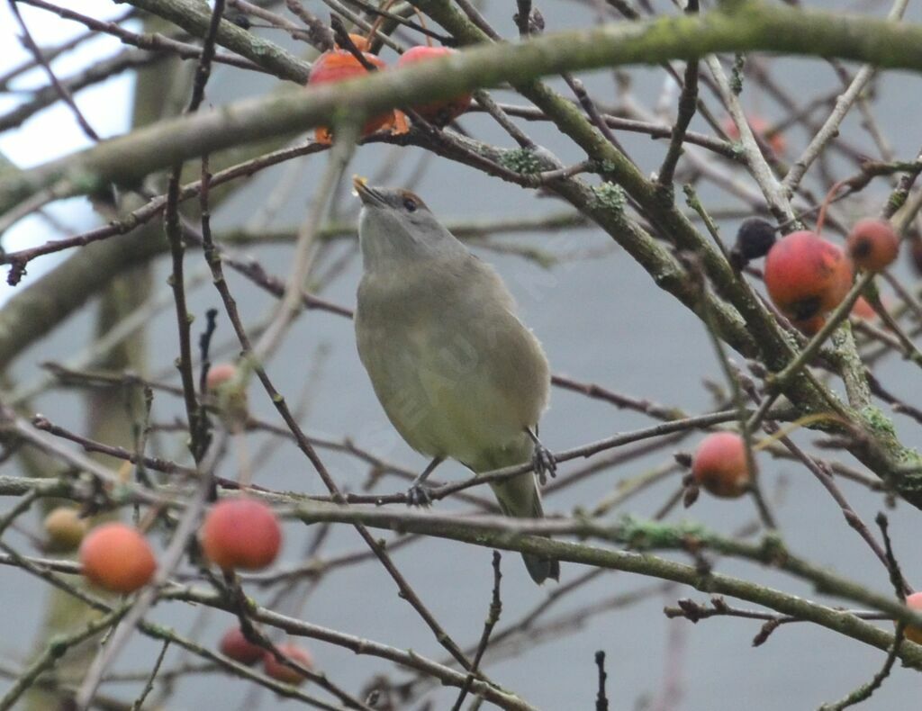 Eurasian Blackcap female adult