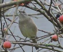 Eurasian Blackcap