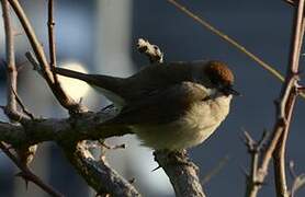 Eurasian Blackcap