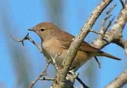 Garden Warbler