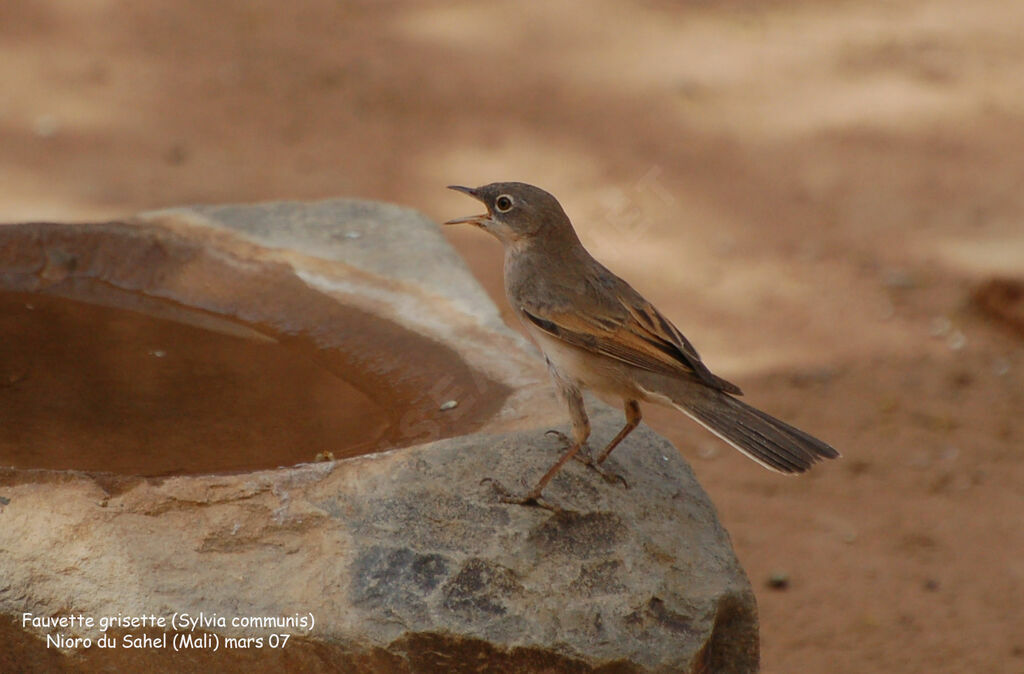 Common Whitethroat