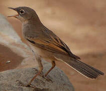 Common Whitethroat