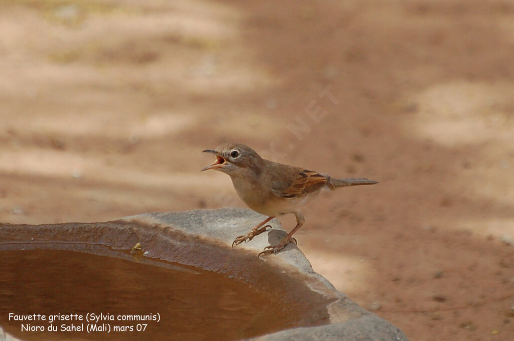 Common Whitethroat