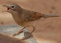 Common Whitethroat