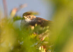 Common Whitethroat