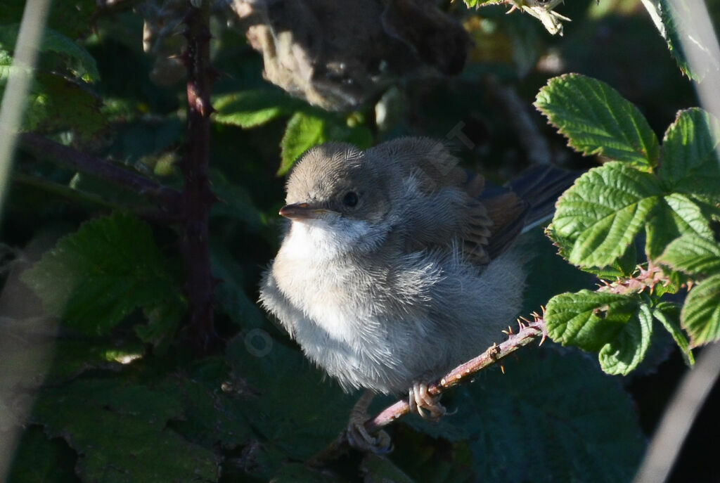 Fauvette grisette