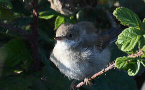 Common Whitethroat