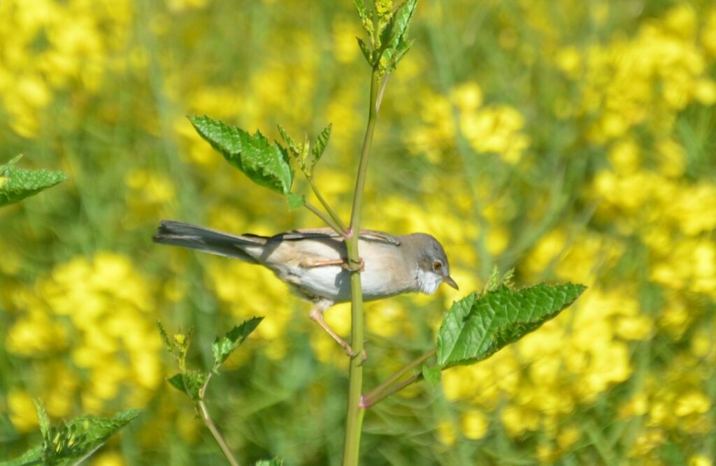 Fauvette grisette mâle adulte