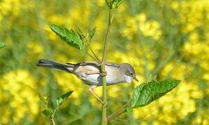 Common Whitethroat