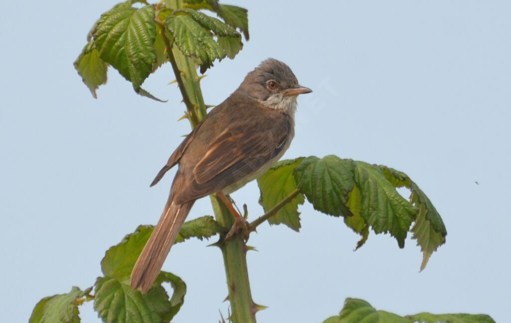 Common Whitethroatadult, identification