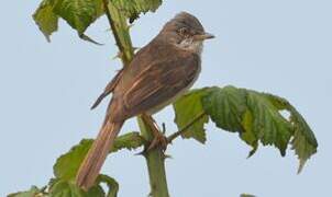 Common Whitethroat