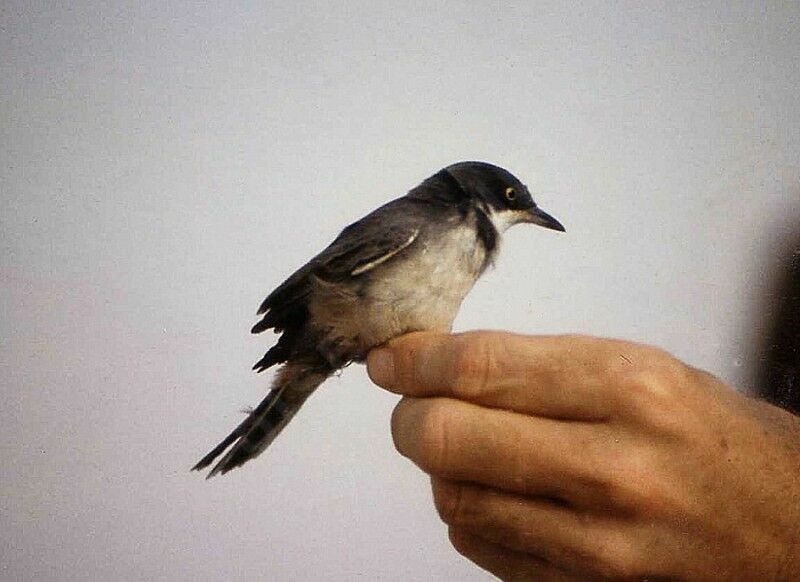 Western Orphean Warbler