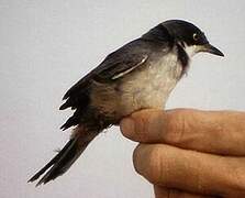 Western Orphean Warbler