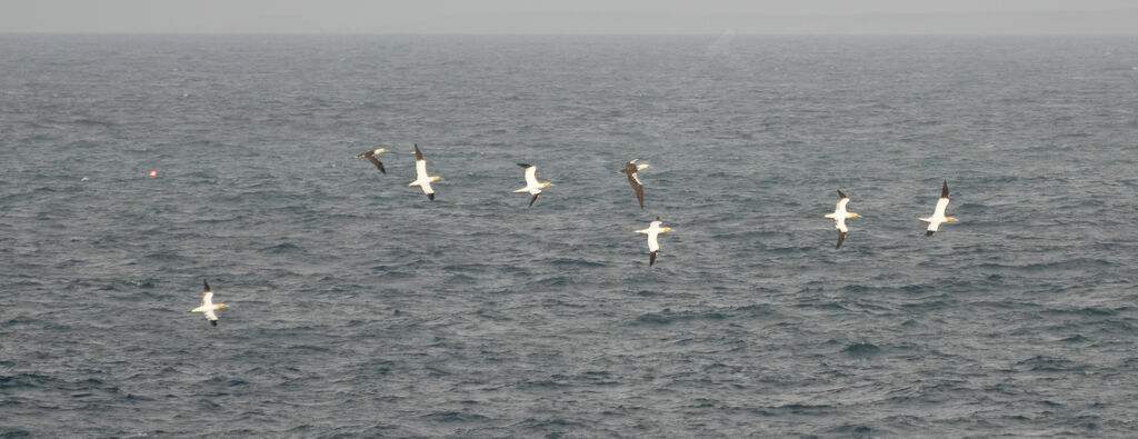 Northern Gannet, Behaviour