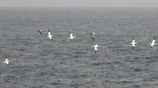 Northern Gannet