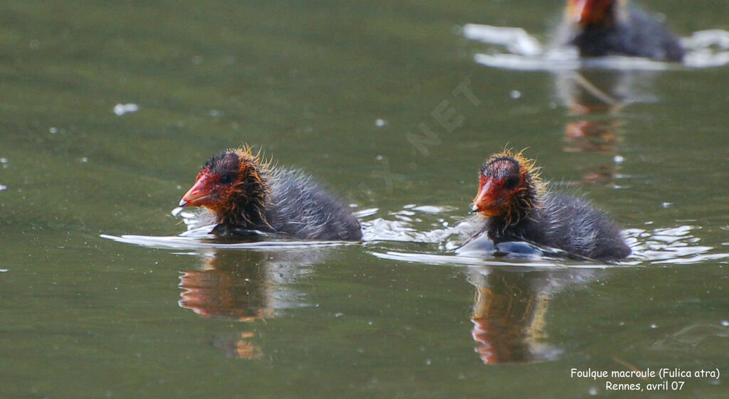 Eurasian Cootjuvenile