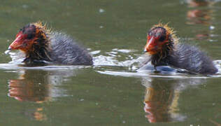 Eurasian Coot