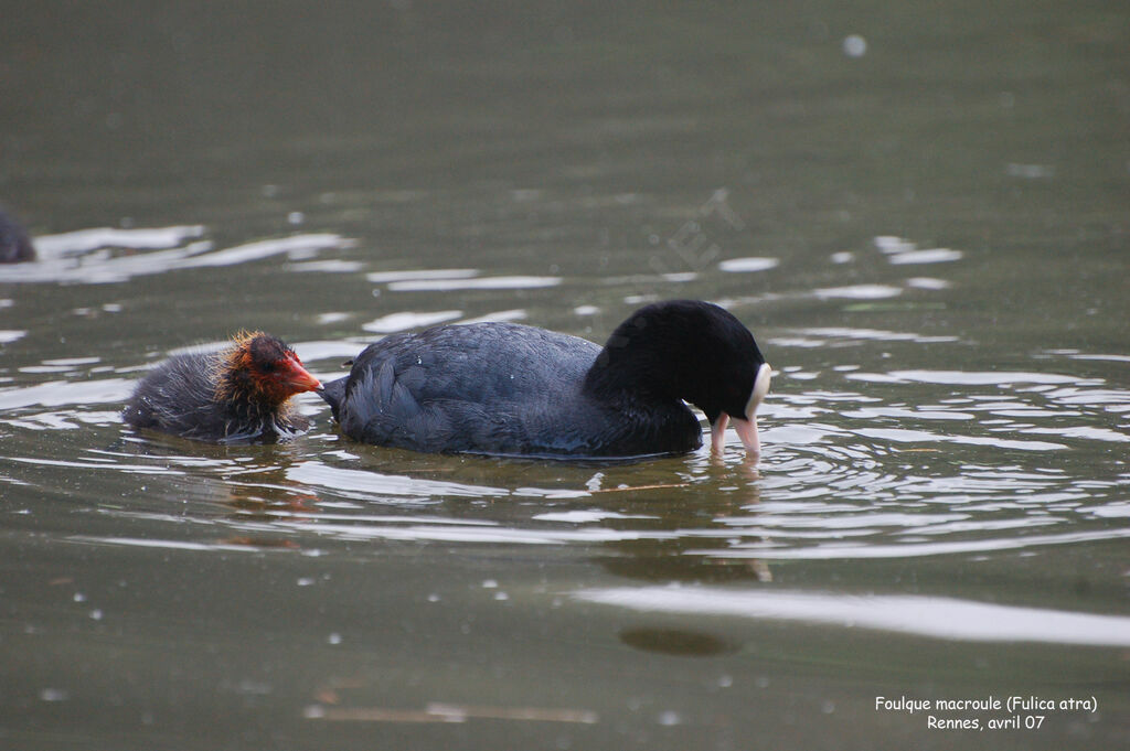 Eurasian Cootjuvenile