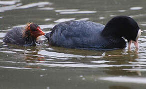 Eurasian Coot