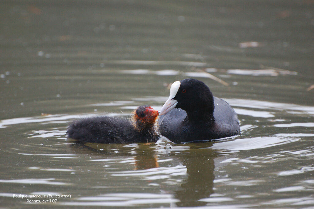 Eurasian Cootjuvenile