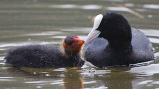 Eurasian Coot