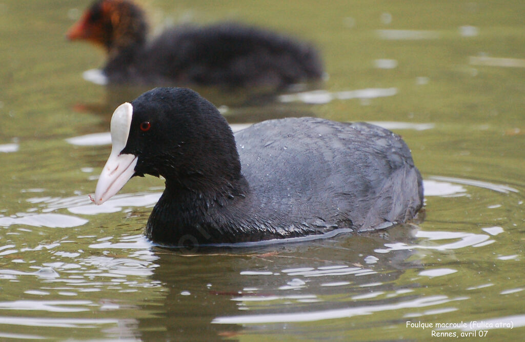 Eurasian Cootadult breeding