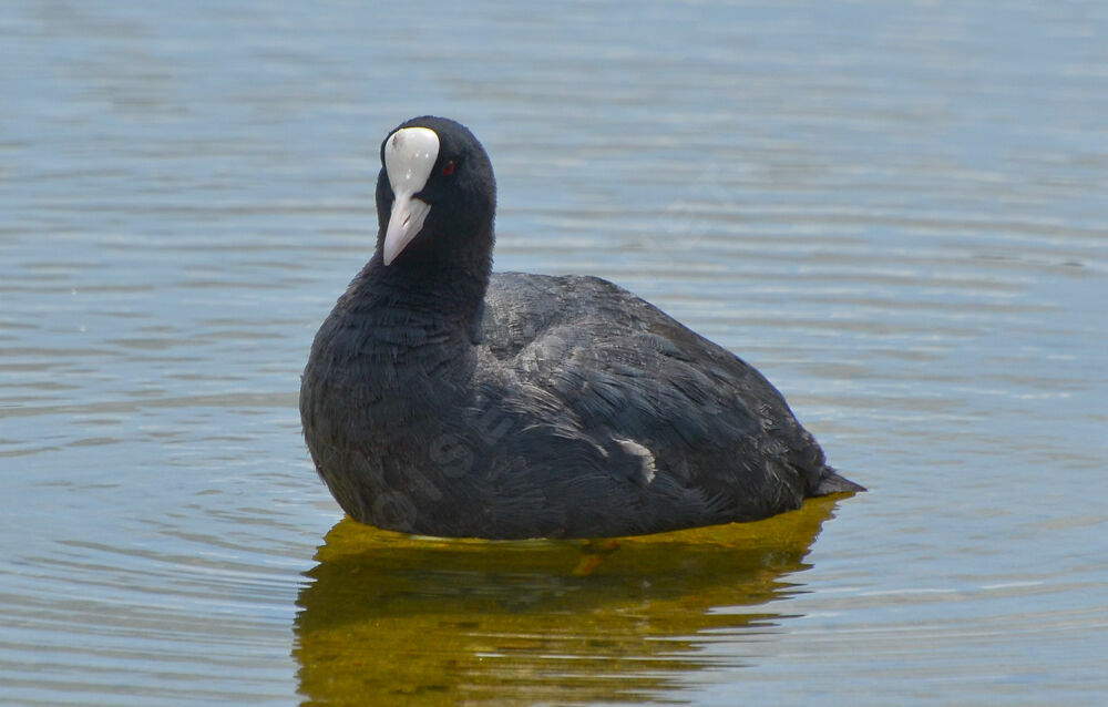 Eurasian Cootadult