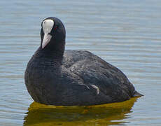 Eurasian Coot