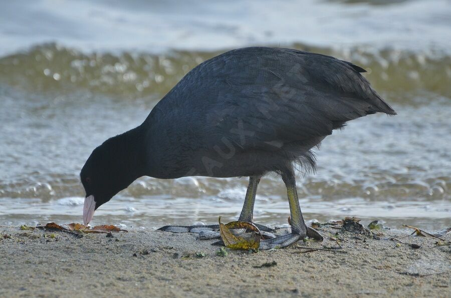 Eurasian Cootadult, identification