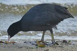 Eurasian Coot