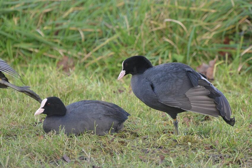 Eurasian Cootadult