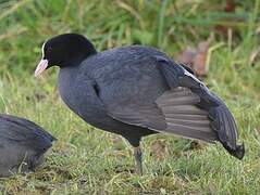 Eurasian Coot