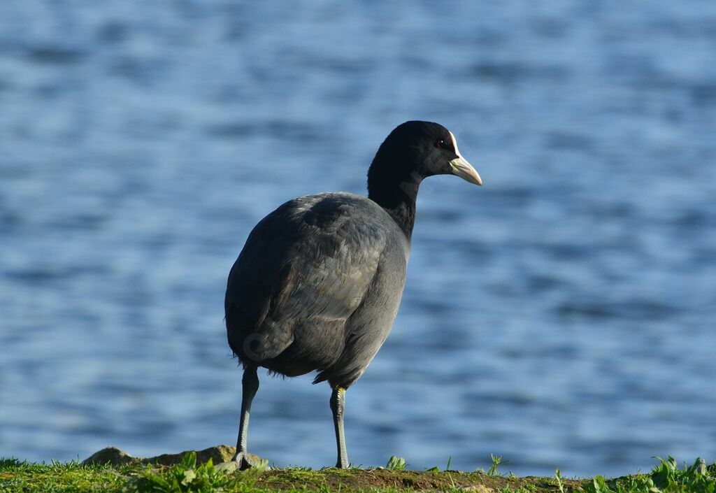 Eurasian Cootadult, identification